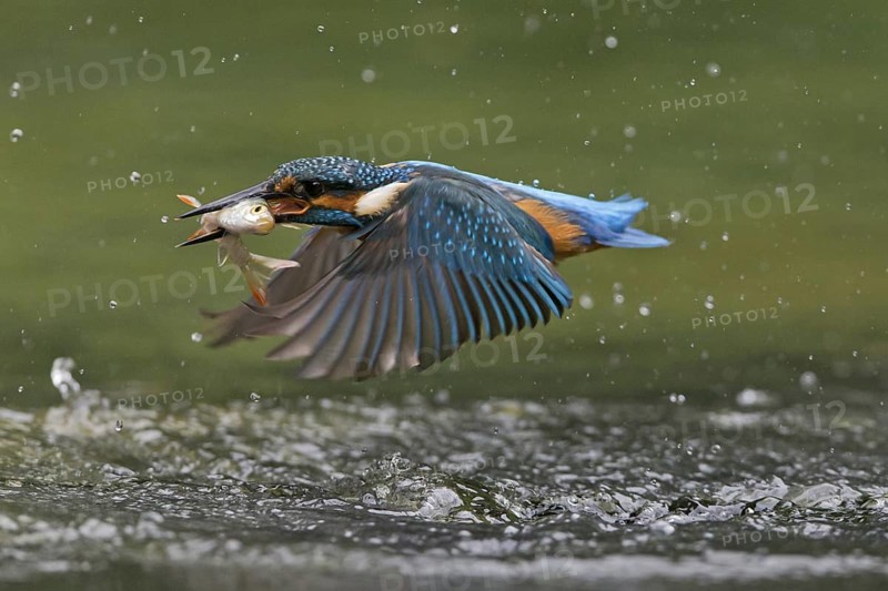Common Kingfisher