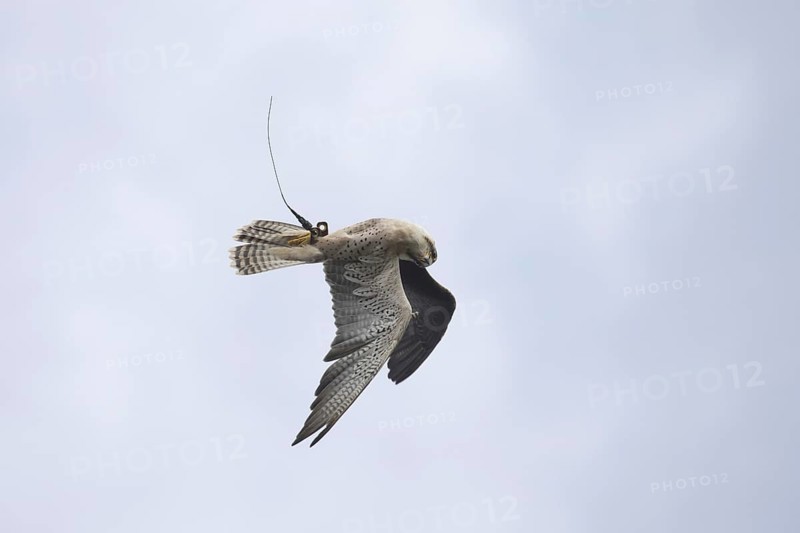 Lanner Falcon