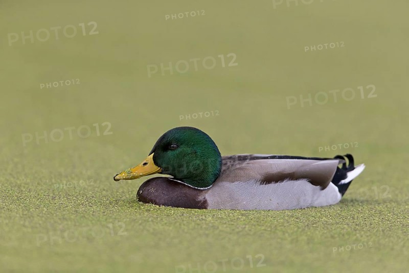 Mallard