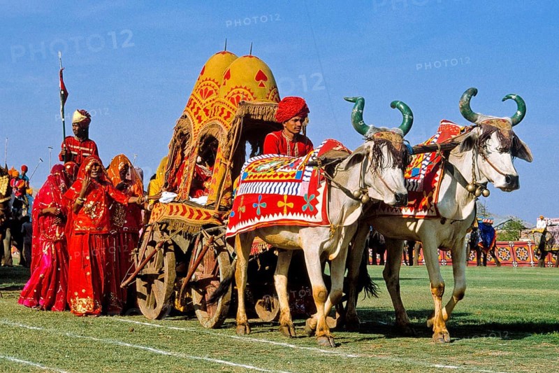 Festive parades with camels and elephants