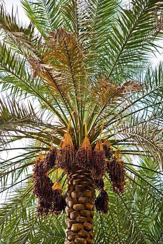 Date palm