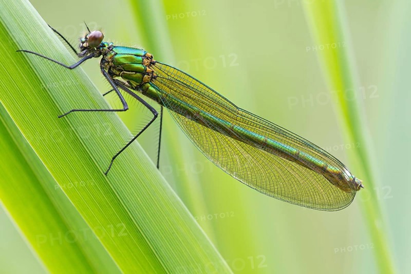 Adult female Beautiful Demoiselle