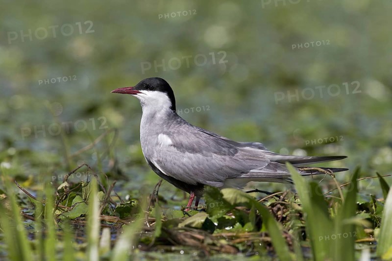 Whiskered Tern