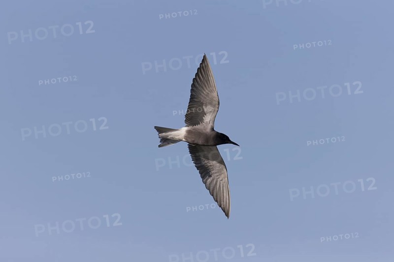 Black Tern