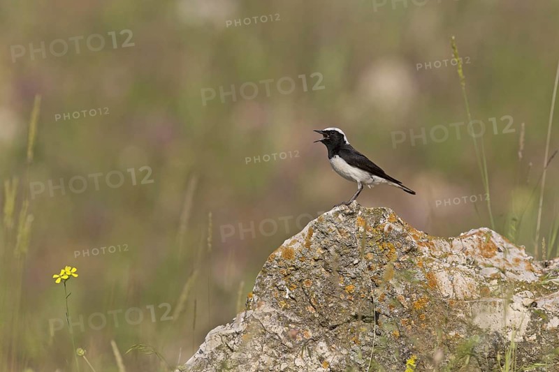 Pied Wheatear