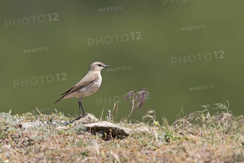 Isabelline Wheatear
