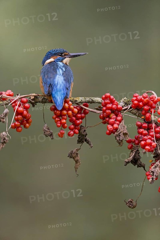 Common Kingfisher