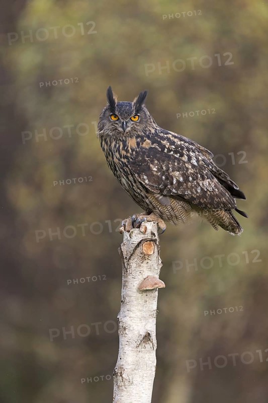Eurasian Eagle Owl