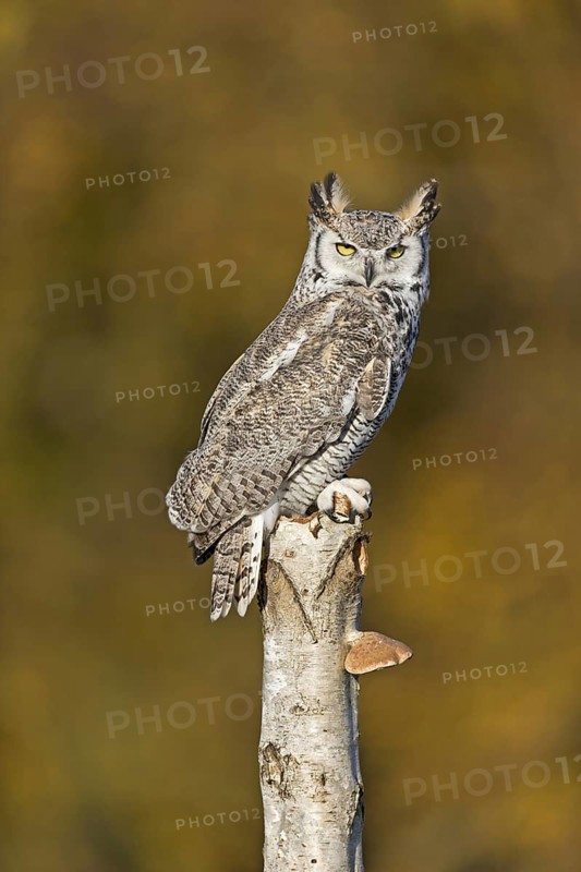 Great-Horned Owl