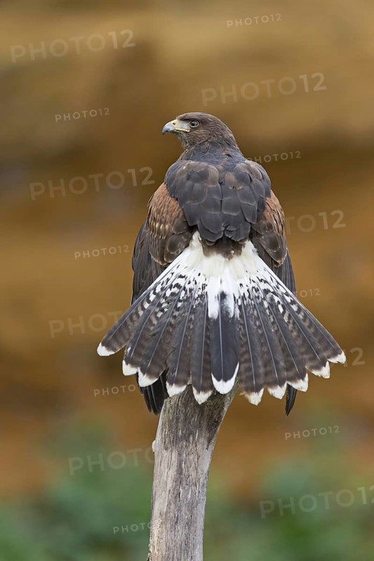 Harris' Hawk