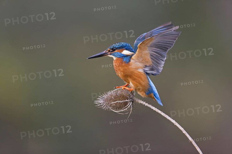 Common Kingfisher