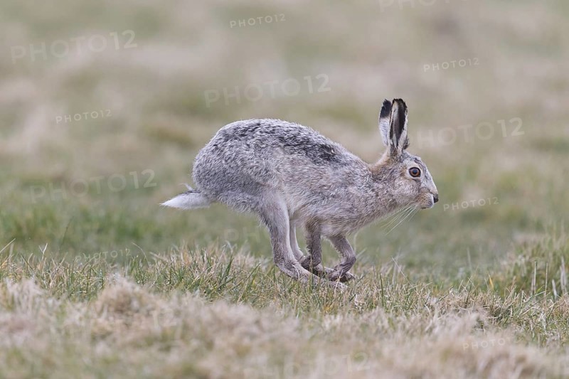 European Hare