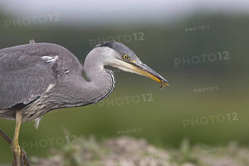 Grey Heron