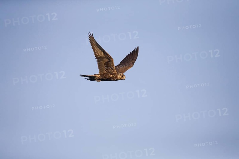 Saker Falcon