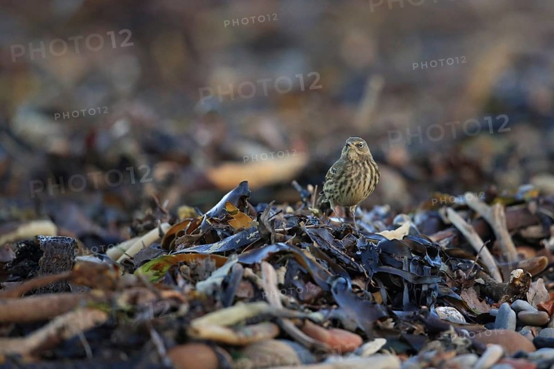 Rock Pipit