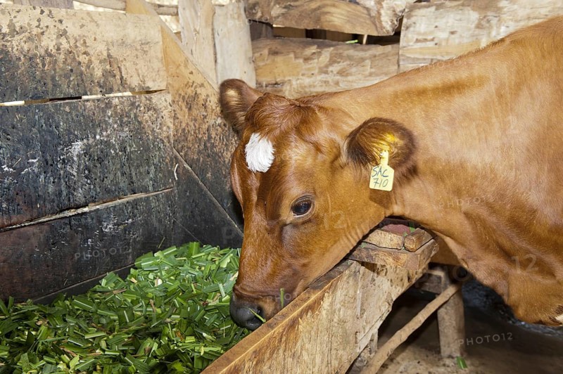 Domestic Cattle