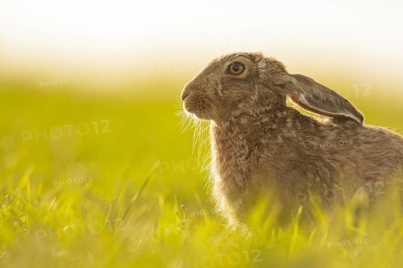 European Hare