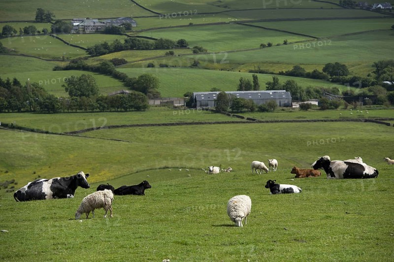 Domestic Sheep