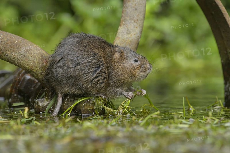Water Vole