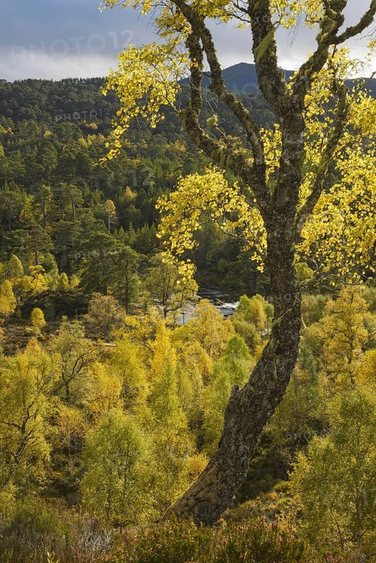 Birch