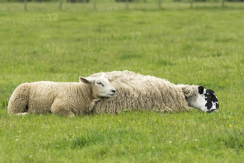Mule ewe and lamb laid down in pasture to try and stop flies bothering them. Cumbria
