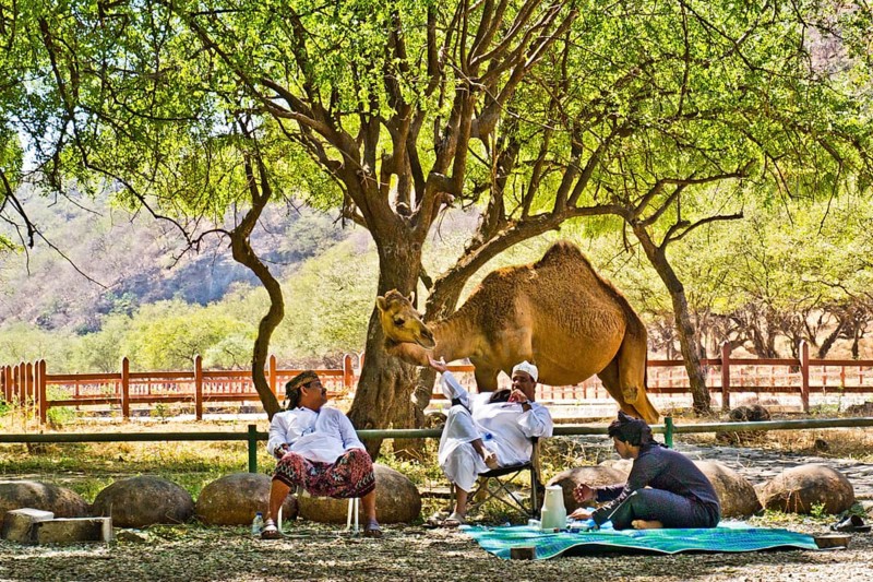 Picnic with camel visit in Wadi Darbat