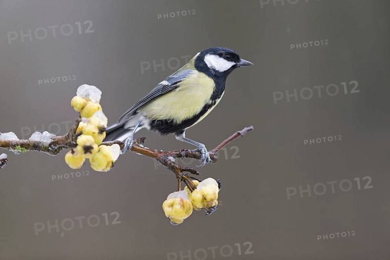 Great Tit