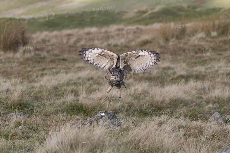 Eurasian Eagle Owl