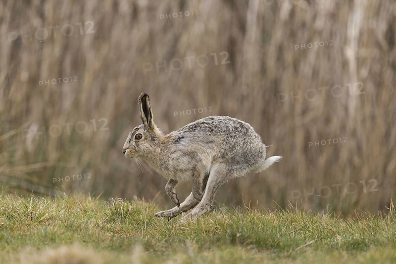 European Hare