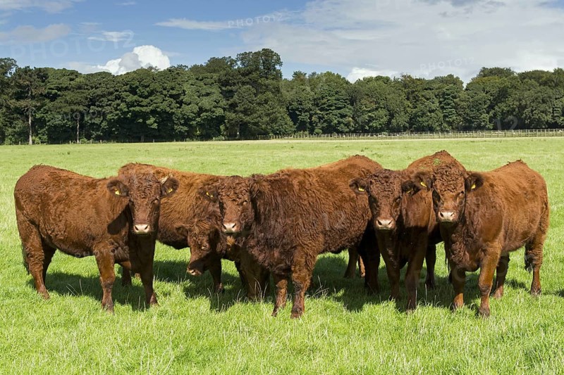 Domestic Cattle
