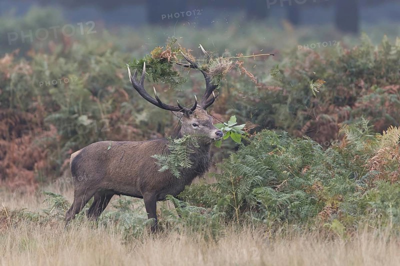 Red Deer