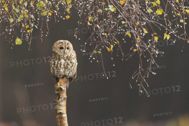 Tawny Owl