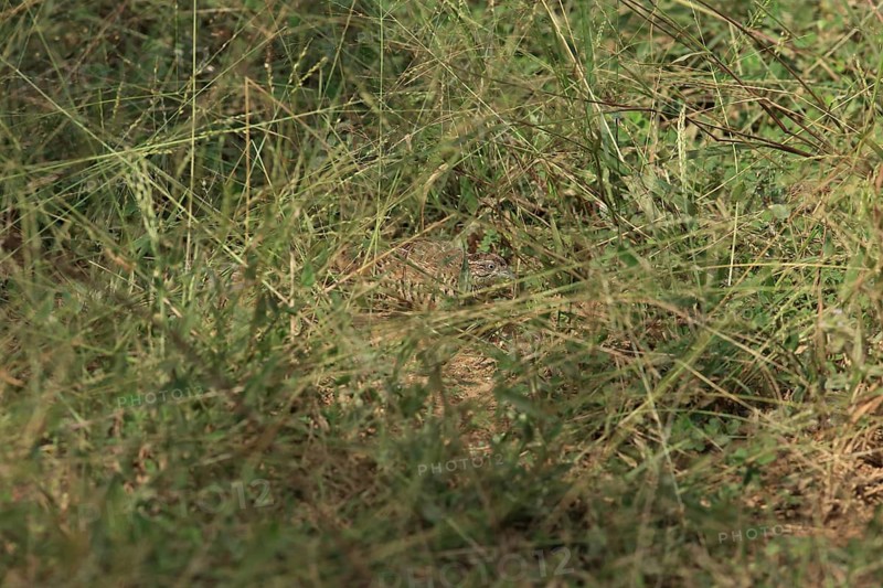 Barred Buttonquail