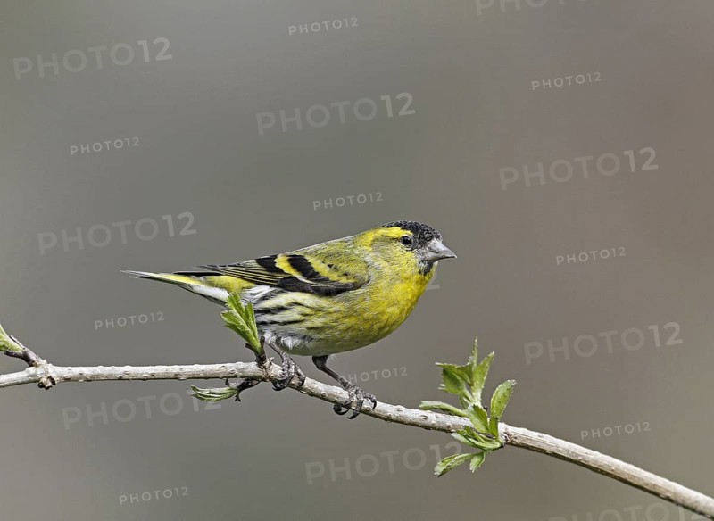 Eurasian Siskin