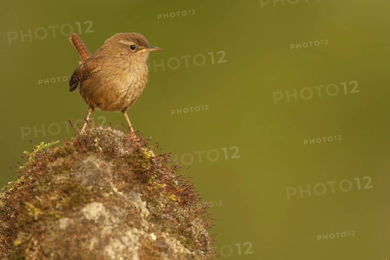 Eurasian Wren