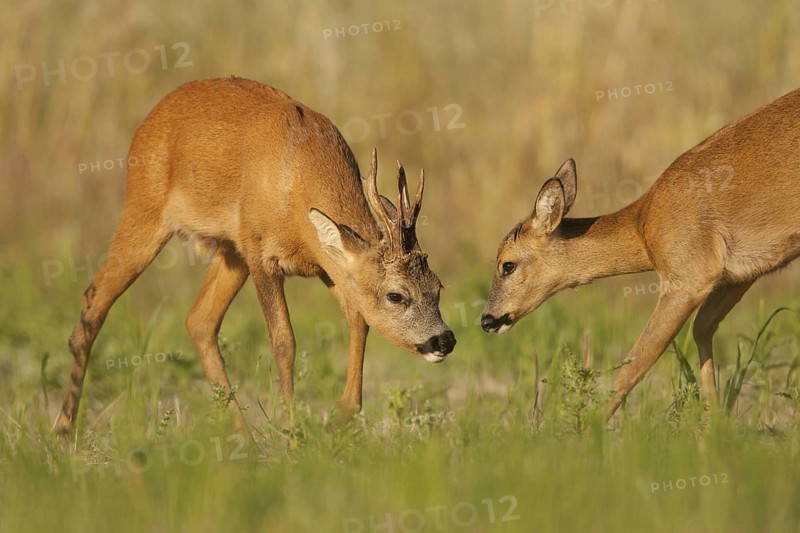 Western Roe Deer