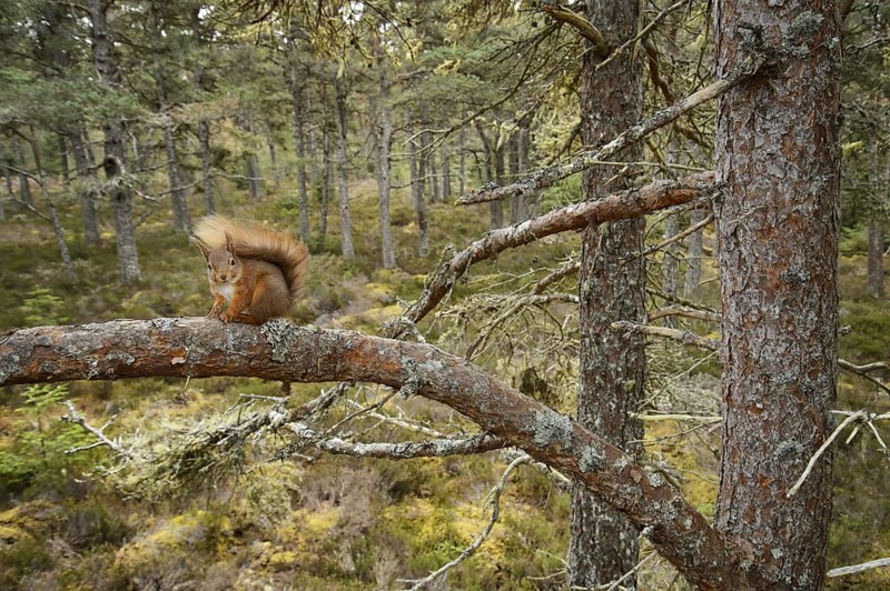 Eurasian Red Squirrel