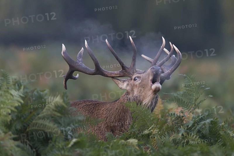 Red Deer