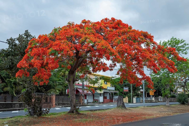 Royal poinciana