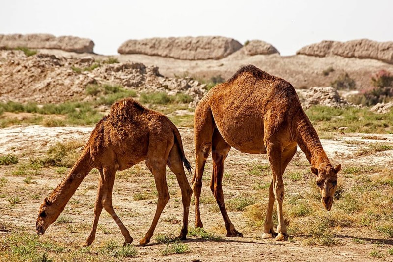 Dromedaries in front of ancient city wall