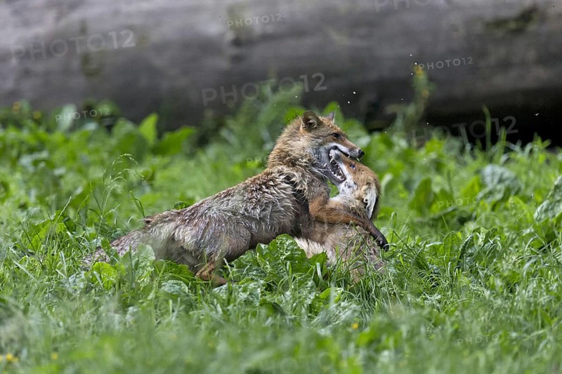 Red Fox