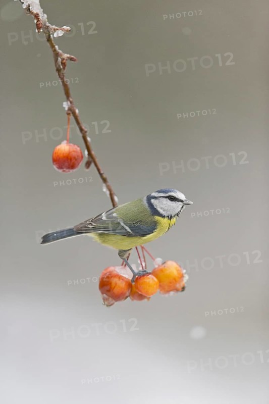 Blue Tit
