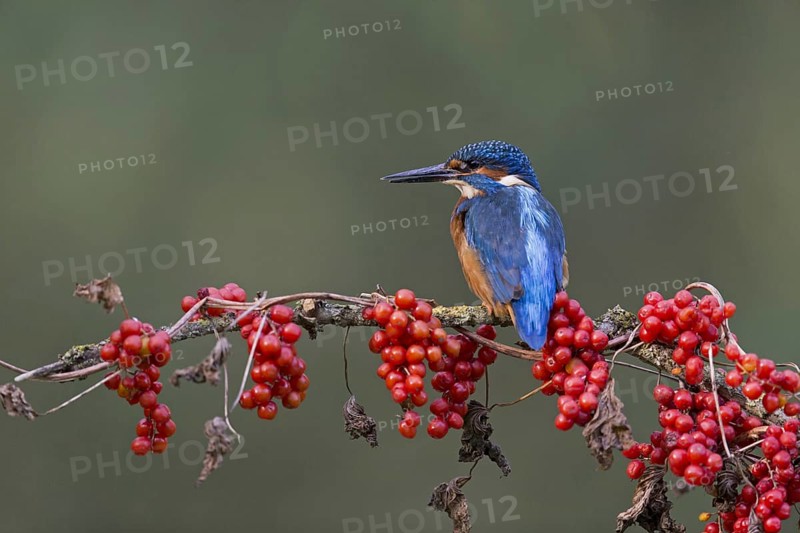 Common Kingfisher