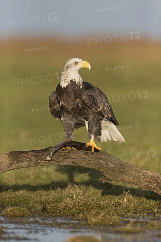 Bald Eagle