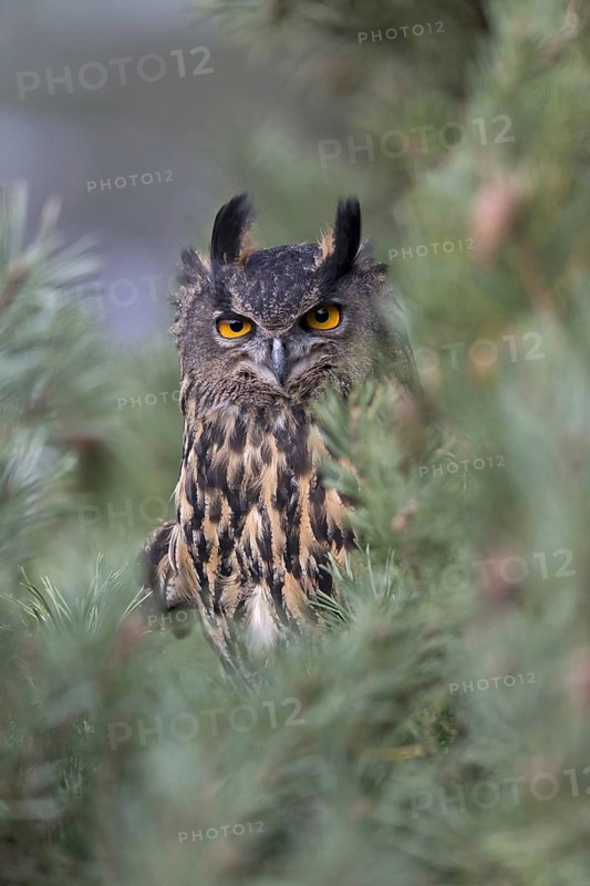Eurasian Eagle Owl