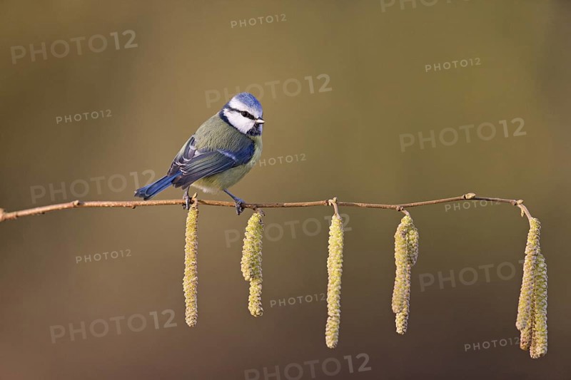 Blue Tit