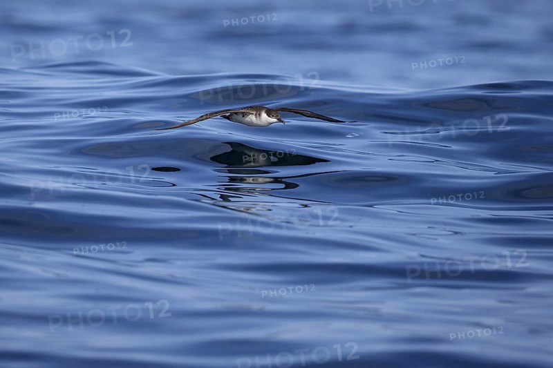 Great Shearwater