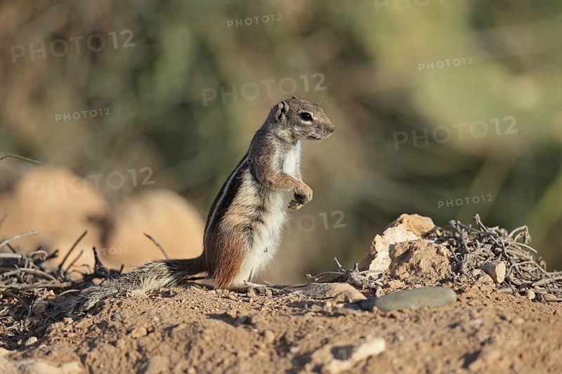 Barbary Ground Squirrel
