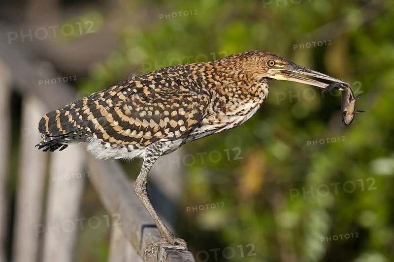 Rufescent Tiger Heron