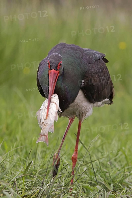 Black Stork